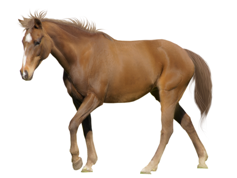 horse_png_nisanboard_xtq8g.png
