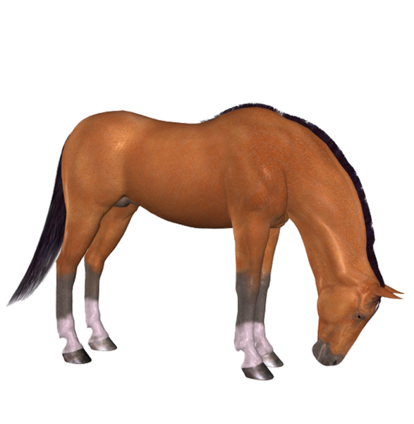 horse_png_nisanboard_zuoq4.png