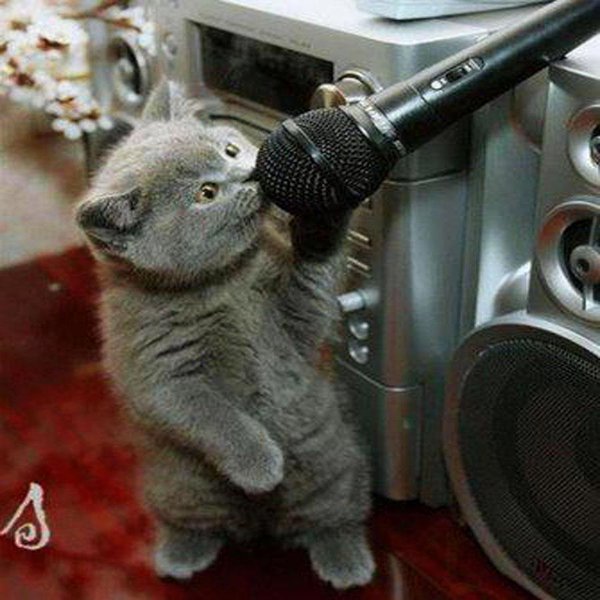 [Bild: karaoke_cat_1nj5h.jpg]