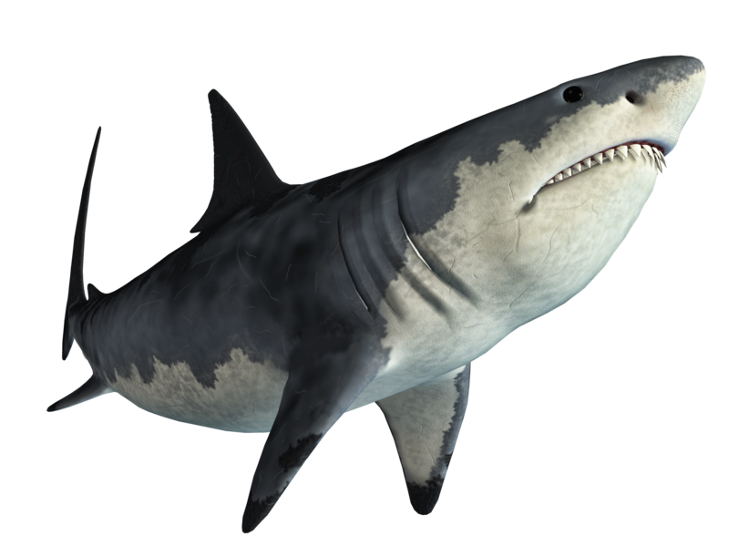 monster-png-shark-1mj8a.png