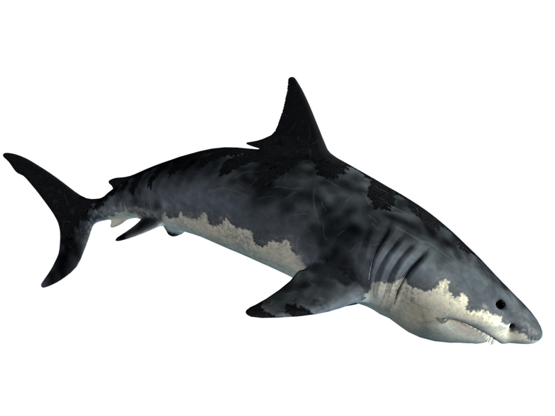 monster-png-shark-534k1g.png
