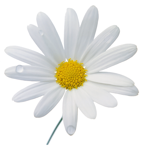 papatya_camomile_png_1ajys.png