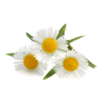papatya_camomile_png_fcjyf.png