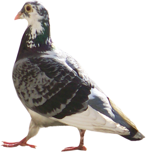 pigeon-png-29211pz7.png