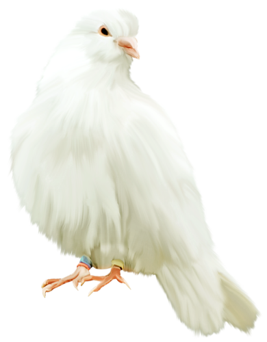 pigeon-png-293e8rzn.png