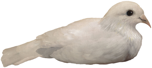 pigeon-png-294f0pzh.png