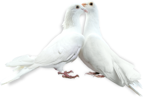 pigeon-png-295p5rs7.png