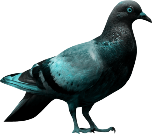 pigeon-png-95g2pla.png