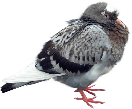 pigeon-png-97qzq4s.png
