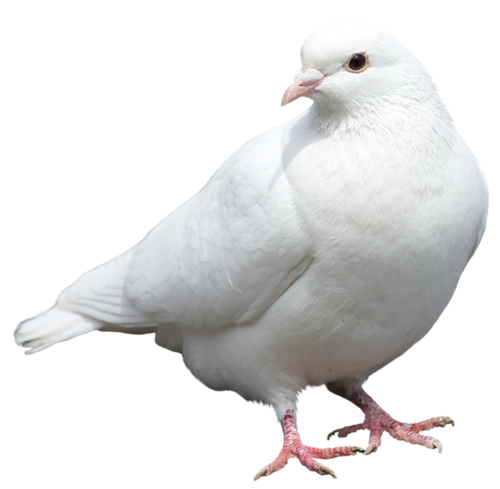 pigeon-png-98fsp01.png