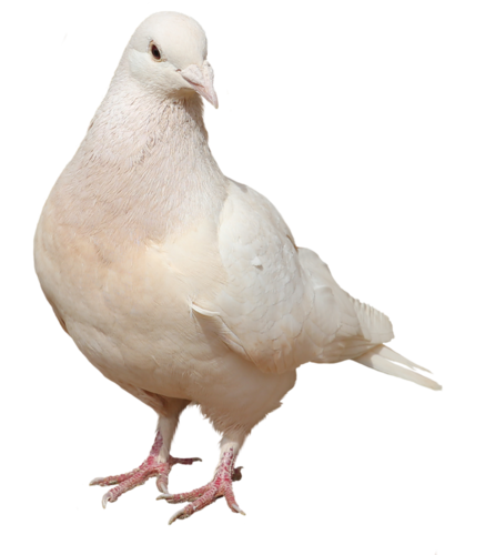 pigeon-png-99b5r58.png