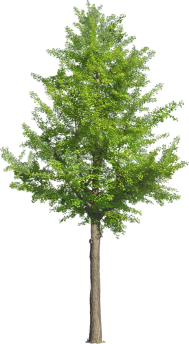 png-aa-png-tree-102uo7v.png