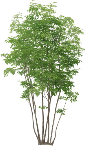 png-aa-png-tree-1470rw5.png
