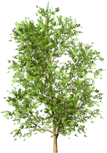 png-aa-png-tree-15ecqcz.png