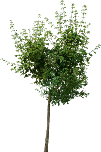 png-aa-png-tree-16nvqap.png