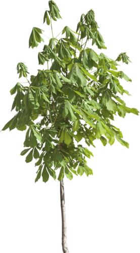 png-aa-png-tree-18ncr1s.png