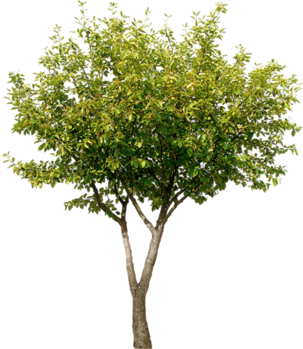 png-aa-png-tree-199do5h.png