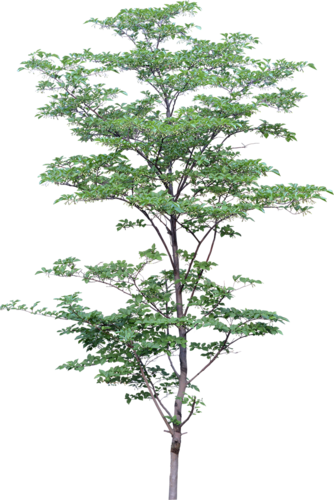 png-aa-png-tree-1r0onn.png