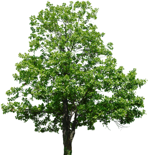 png-aa-png-tree-20lnqfz.png