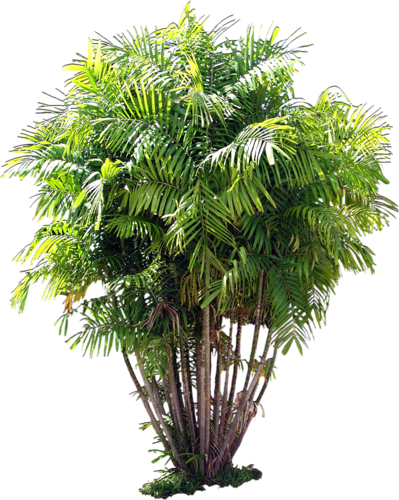 png-aa-png-tree-21bgr57.png