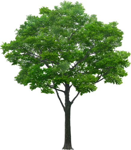 png-aa-png-tree-224br17.png