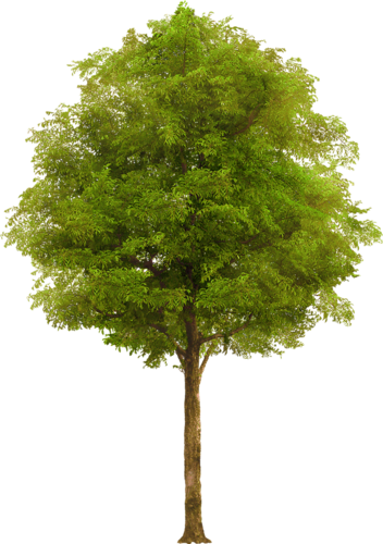 png-aa-png-tree-23p4ps7.png