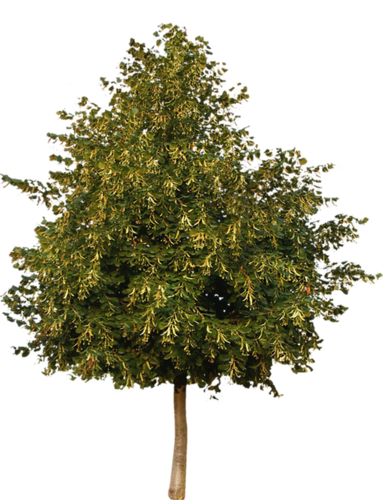 png-aa-png-tree-244lp89.png