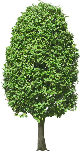 png-aa-png-tree-25bmosg.png