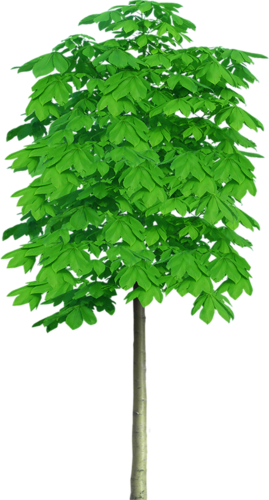 png-aa-png-tree-26enrg2.png
