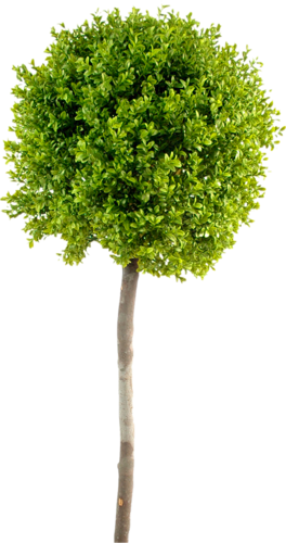 png-aa-png-tree-27zvr45.png