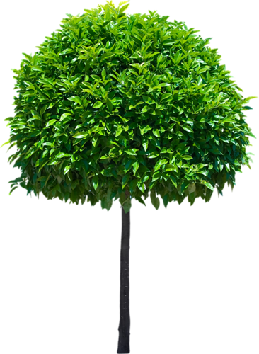png-aa-png-tree-29hrq3a.png