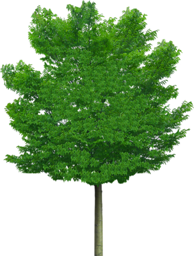 png-aa-png-tree-304rqrm.png