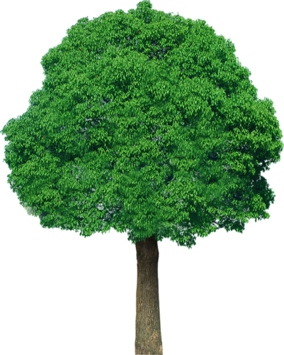 png-aa-png-tree-32r2q85.png