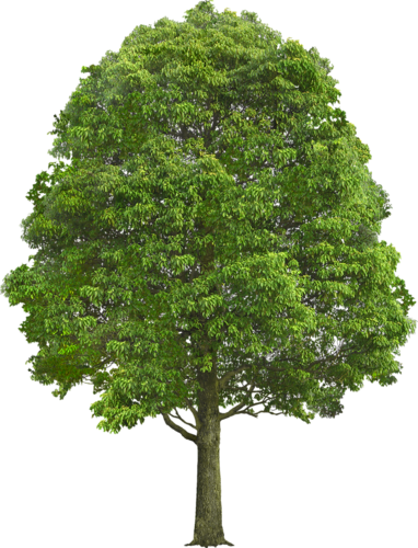 png-aa-png-tree-352rrop.png