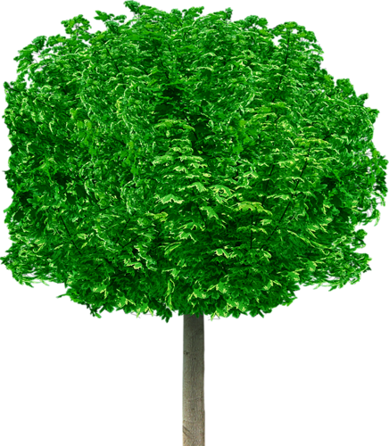 png-aa-png-tree-36c0ocl.png