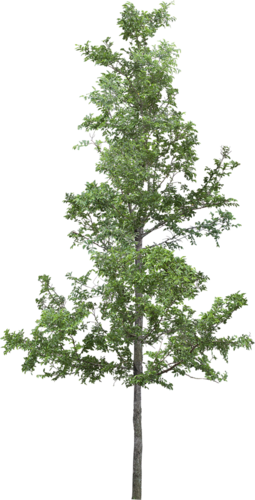 png-aa-png-tree-36ervn.png