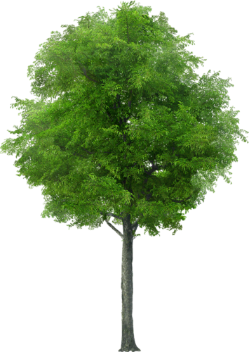 png-aa-png-tree-37cmpx0.png
