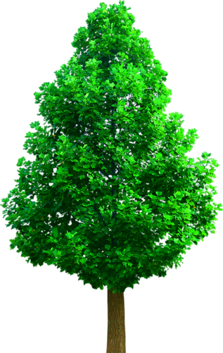 png-aa-png-tree-399hrly.png