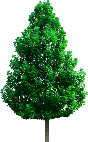 png-aa-png-tree-40a5r8s.png