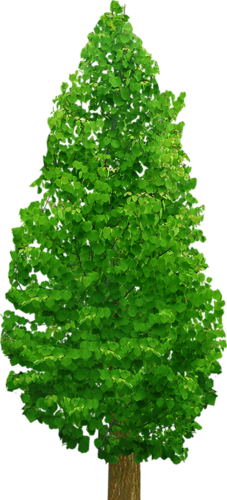 png-aa-png-tree-41rhods.png