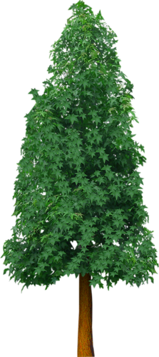 png-aa-png-tree-42eeohd.png