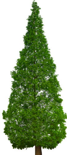png-aa-png-tree-43lsqgj.png