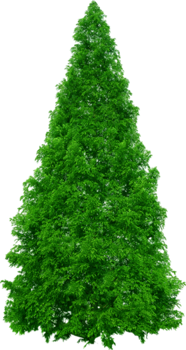 png-aa-png-tree-45b3q02.png