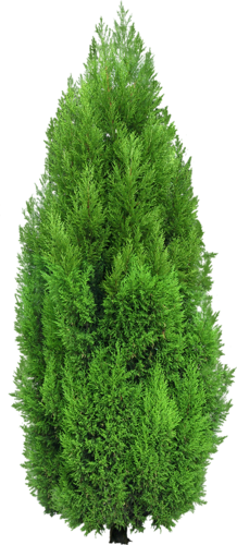 png-aa-png-tree-47ocrn7.png