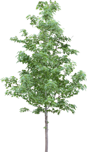 png-aa-png-tree-4t8q40.png