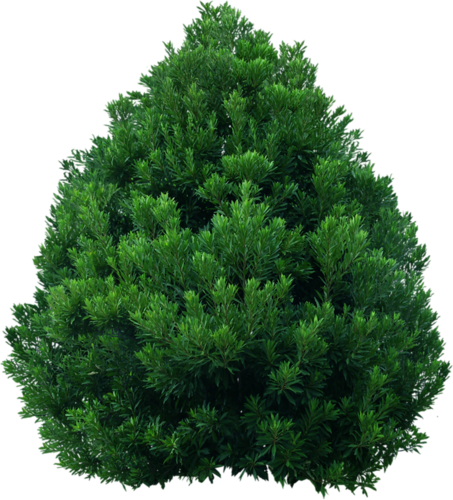 png-aa-png-tree-50t0q59.png