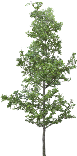 png-aa-png-tree-530r19.png