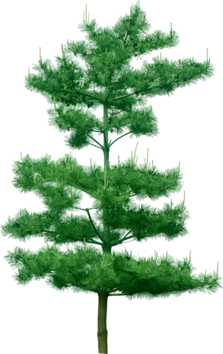 png-aa-png-tree-55v4p48.png