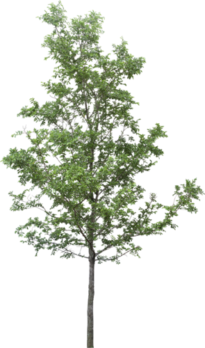 png-aa-png-tree-6tzpje.png