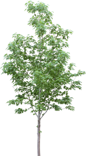 png-aa-png-tree-785qck.png